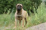 BULLMASTIFF 316